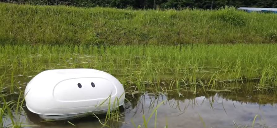 Bisa ditiru, robot DIY imut ini bisa bikin sawah bebas dari gulma