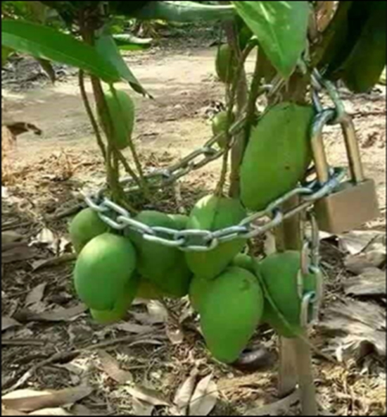 8 Cara lucu buah agar nggak dicuri ini bikin tepuk jidat