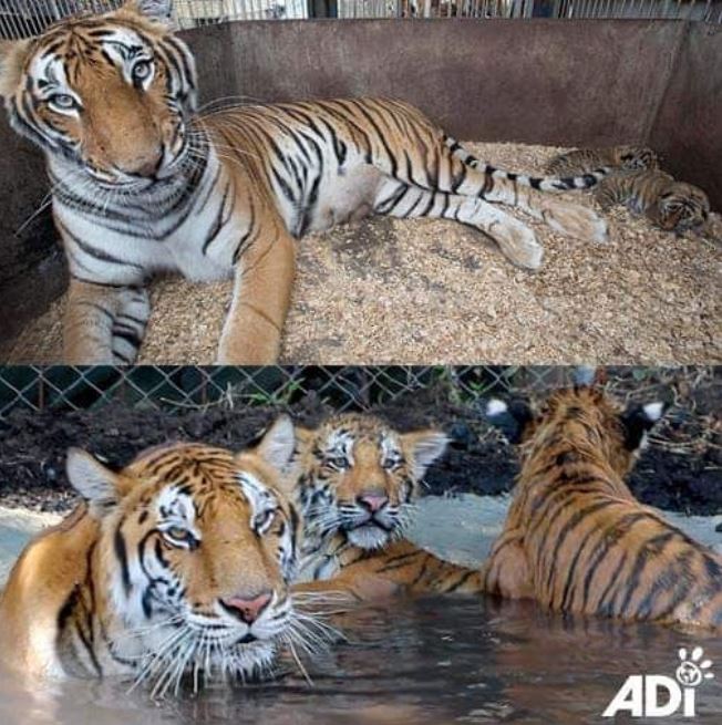 10 Potret hewan sirkus sebelum dan sesudah dilepas ke habitat asli