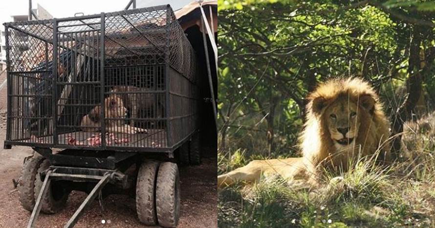 10 Potret hewan sirkus sebelum dan sesudah dilepas ke habitat asli