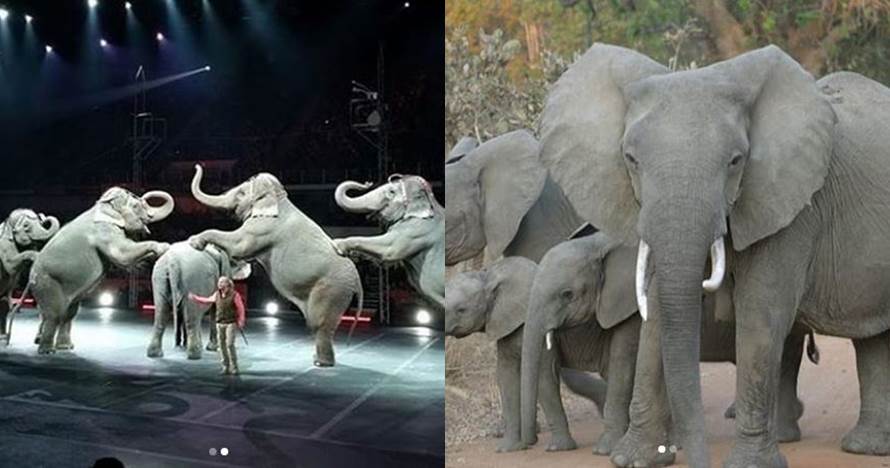 10 Potret hewan sirkus sebelum dan sesudah dilepas ke habitat asli