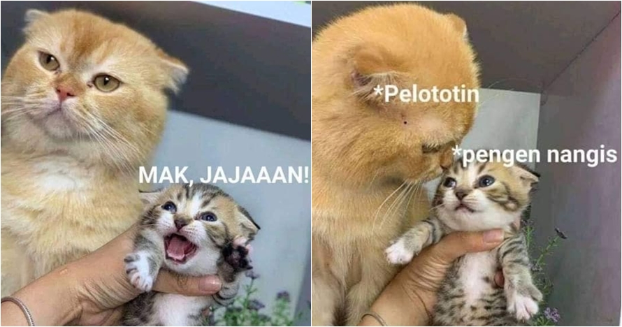 10 Meme lucu Kocheng Oren, kucing bar-bar viral yang bikin ngakak