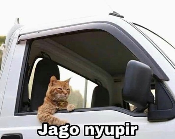 10 Meme lucu Kocheng Oren, kucing bar-bar viral yang bikin ngakak