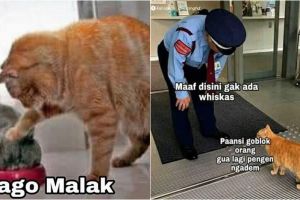 10 Meme lucu Kocheng Oren, kucing bar-bar viral yang bikin ngakak