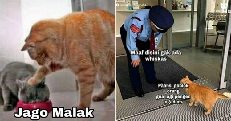10 Meme Lucu Kocheng Oren Kucing Bar Bar Viral Yang Bikin Ngakak