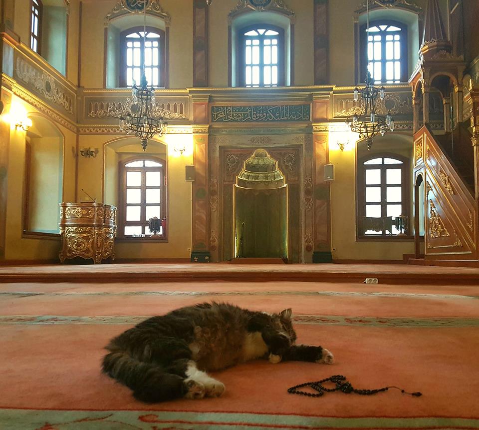 Di masjid ini kucing dibiarkan tinggal berdampingan dengan jamaah