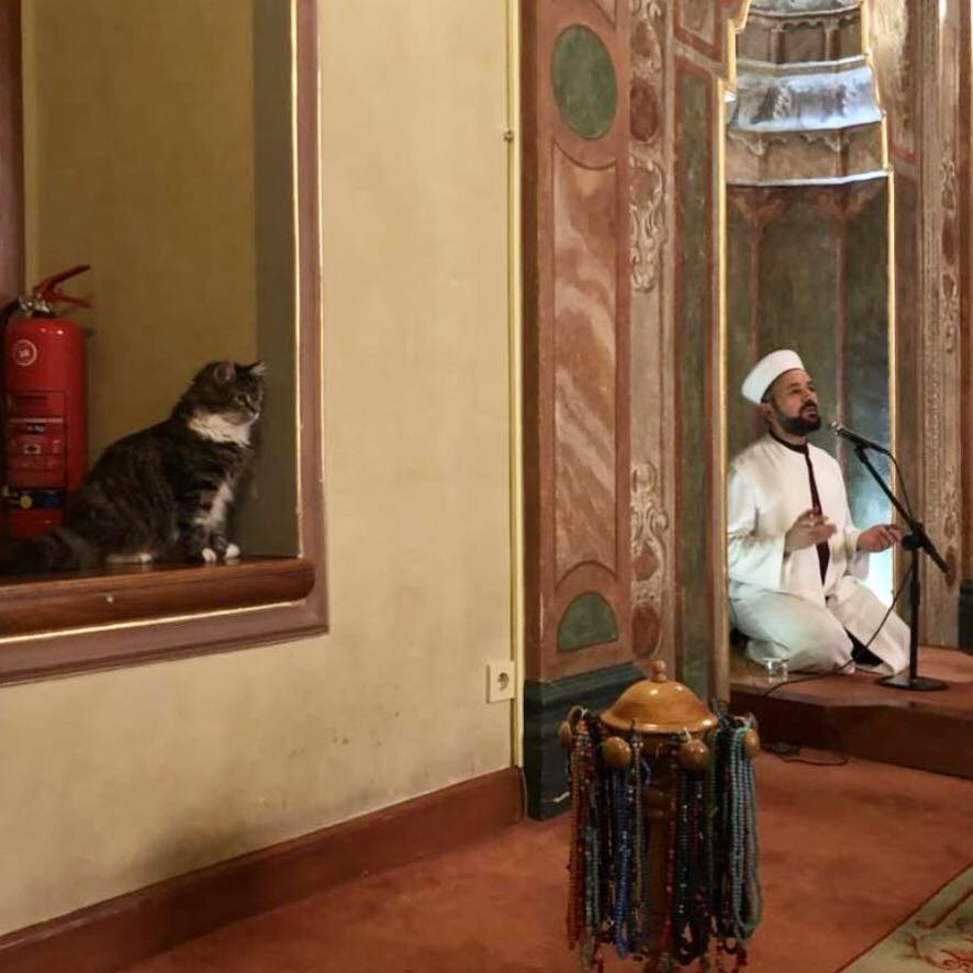 Di masjid ini kucing dibiarkan tinggal berdampingan dengan jamaah