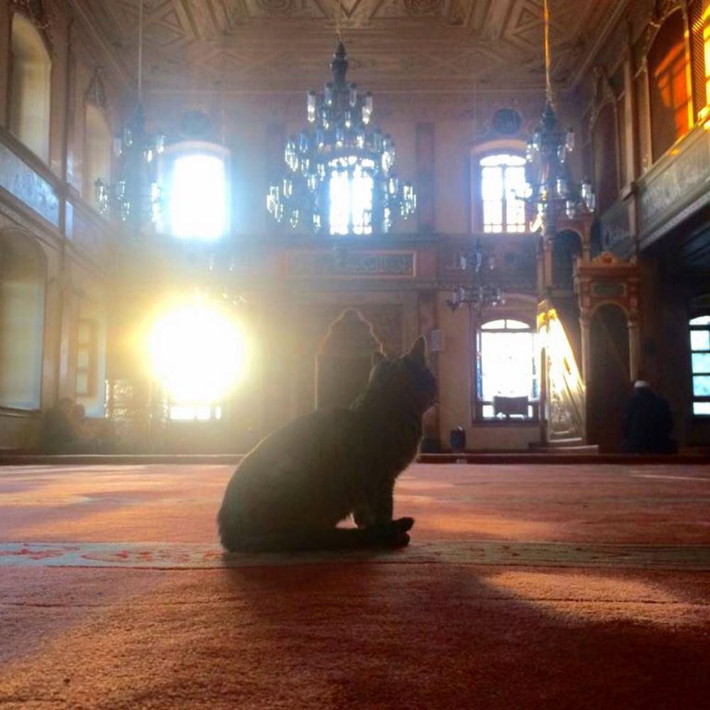 Di masjid ini kucing dibiarkan tinggal berdampingan dengan jamaah