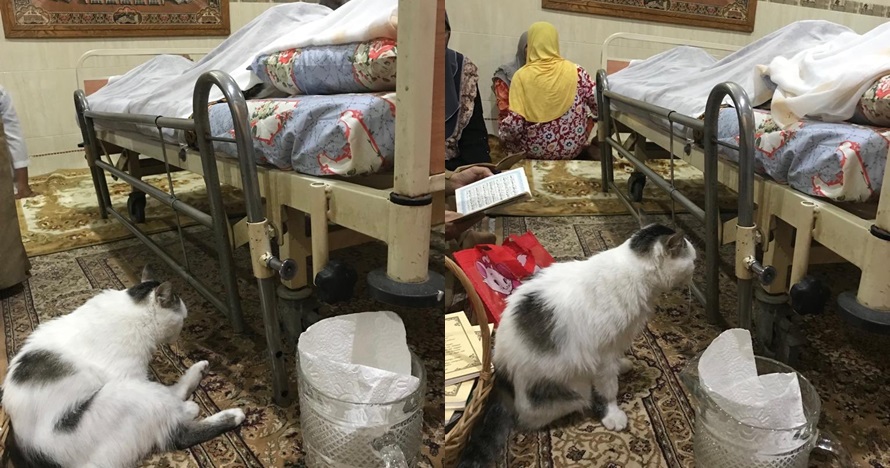 Kisah kucing 'Messi' temani tuannya meninggal ini bikin ikutan sedih
