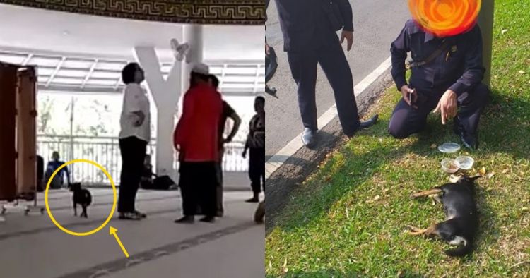 Sempat Viral Anjing Yang Dibawa Masuk Masjid Diduga Mati Tertabr