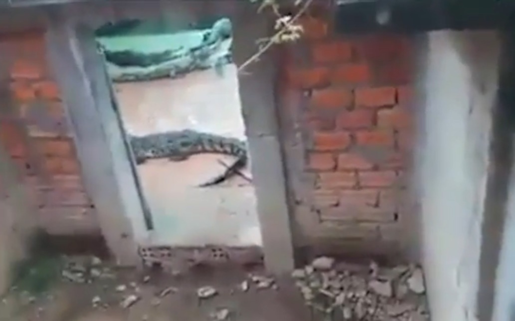 Tragis, bocah 2 tahun ini dimakan buaya peliharaan ayahnya