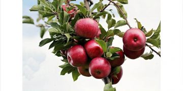 9 Manfaat apel untuk kesehatan, ampuh turunkan berat badan