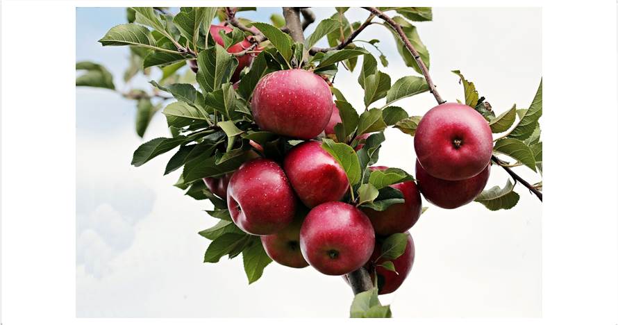 9 Manfaat apel untuk kesehatan, ampuh turunkan berat badan