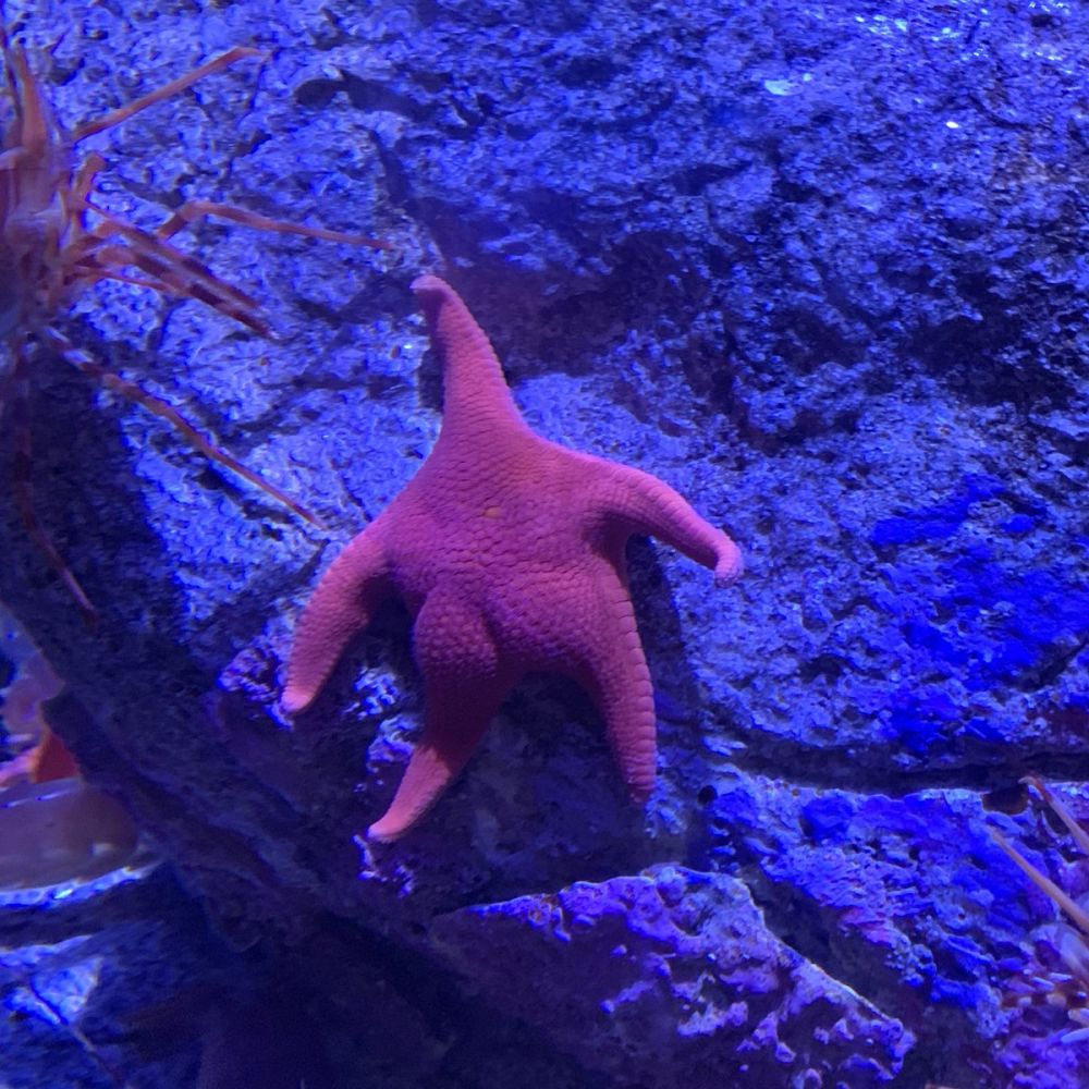 Tampak punya pantat, bintang laut ini mirip Patrick teman SpongeBob