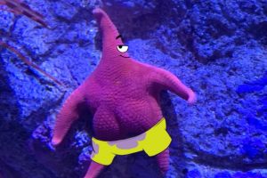 Tampak punya pantat, bintang laut ini mirip Patrick teman SpongeBob