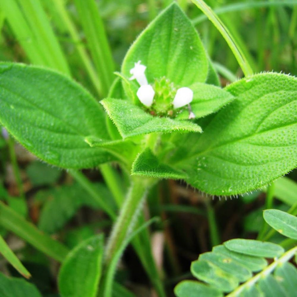 10 Cara alami atasi uban di usia muda