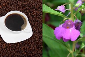 10 Cara alami atasi uban di usia muda