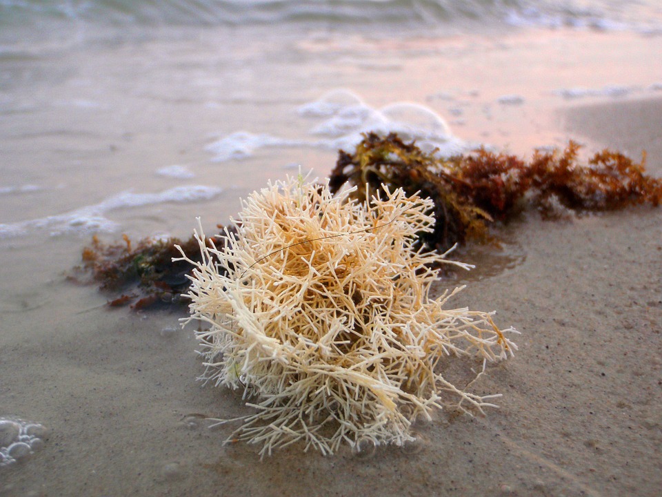 6 Manfaat rumput laut untuk kesehatan, cocok untuk program diet