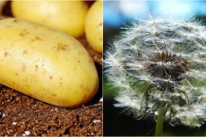 11 Cara hilangkan kutil dengan bahan-bahan alami, mudah didapat