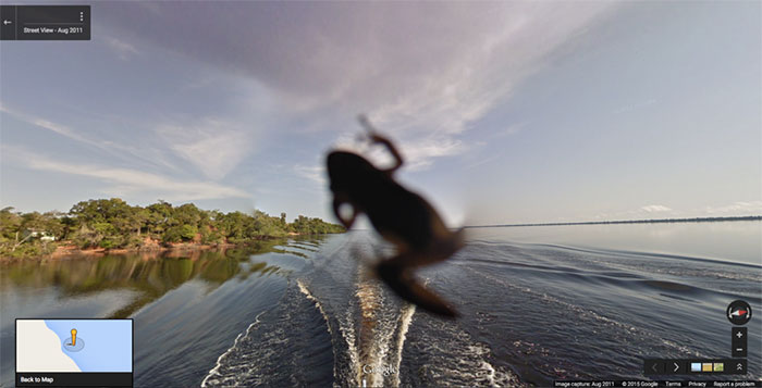 10 Momen hewan terekam Google Street View, bikin senyum tipis