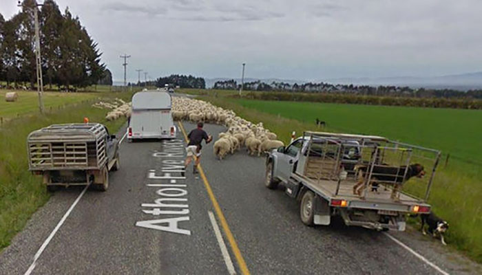 10 Momen hewan terekam Google Street View, bikin senyum tipis