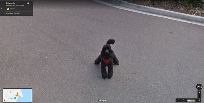 10 Momen hewan terekam Google Street View, bikin senyum tipis