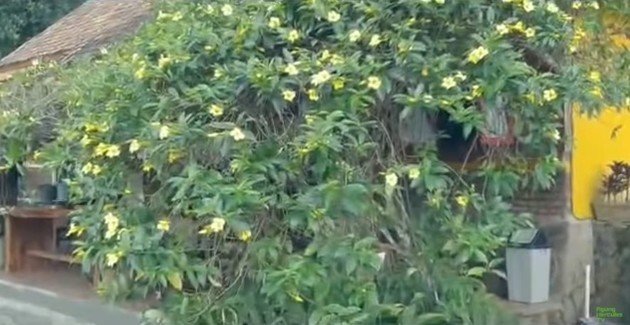 7 Potret penampakan rumah Agung Hercules, nuansanya asri