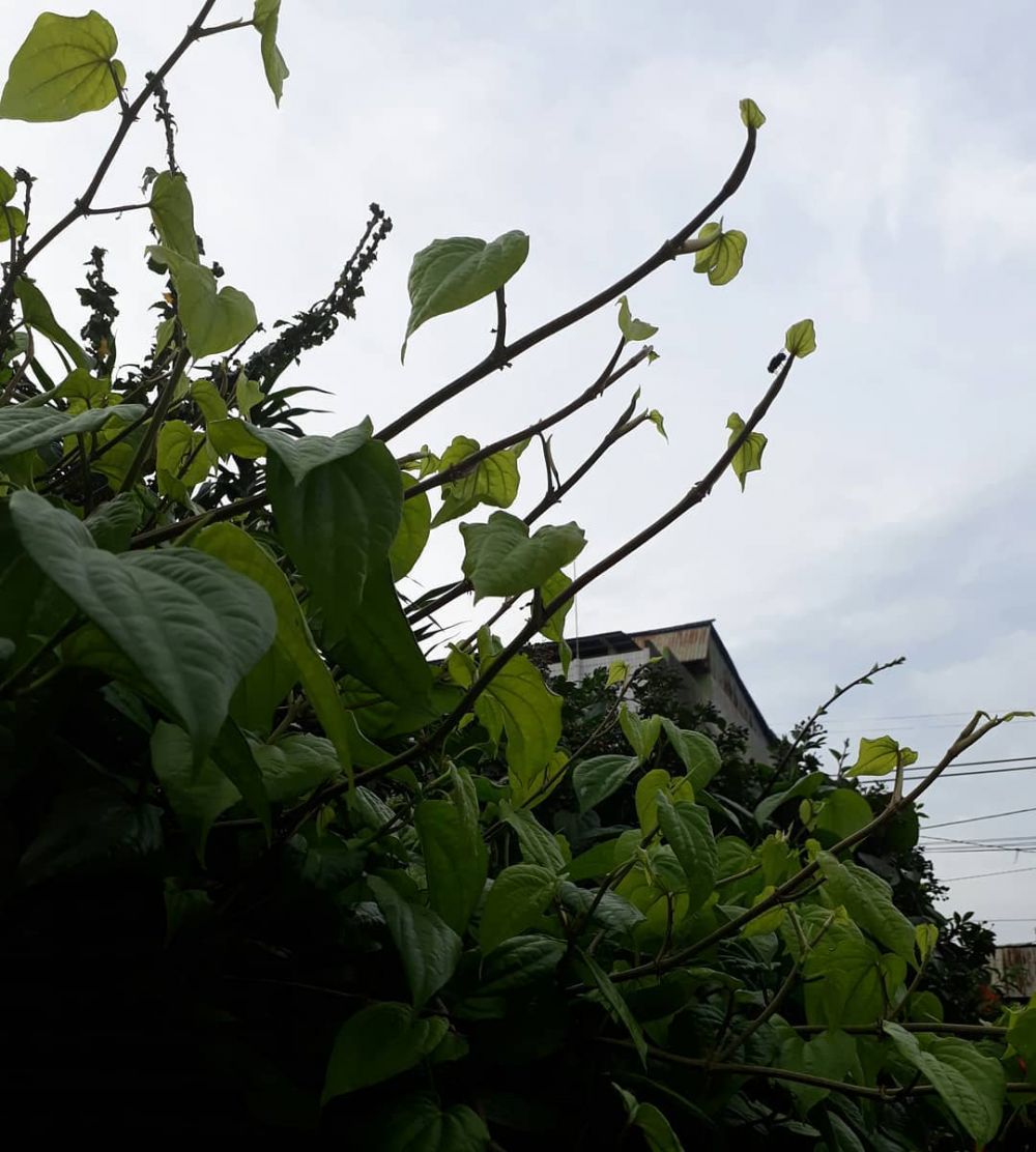 11 Bahan alami pemutih gigi, ampuh dan mudah didapat