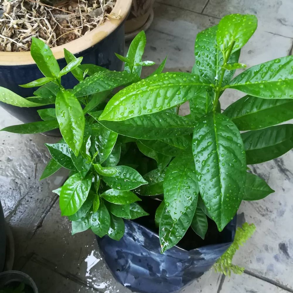 11 Bahan alami pemutih gigi, ampuh dan mudah didapat