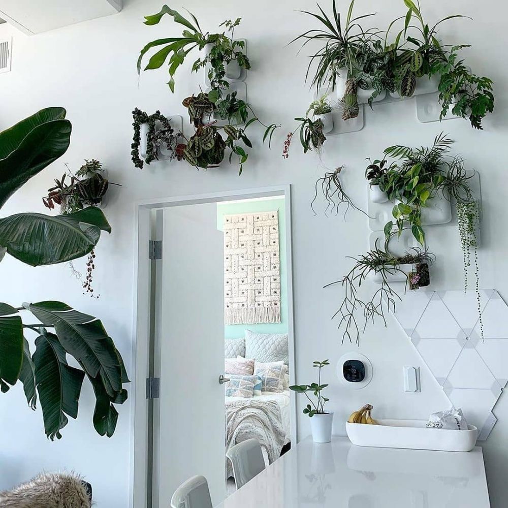 20 Inspirasi penataan  tanaman hijau di ruangan  beri kesan 