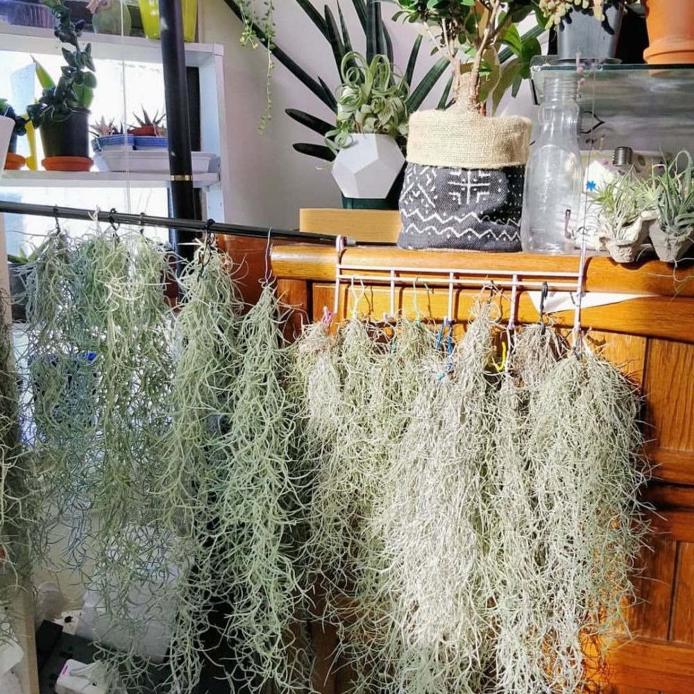 20 Inspirasi penataan tanaman hijau di ruangan, beri kesan asri