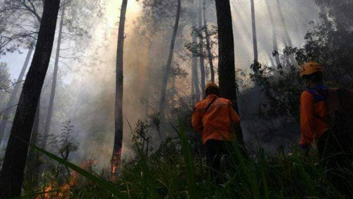 Hutan Gunung Panderman terbakar, ini 7 potret evakuasi pendaki