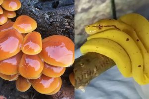 15 Benda ini sangat mirip makanan sehari-hari, padahal bukan