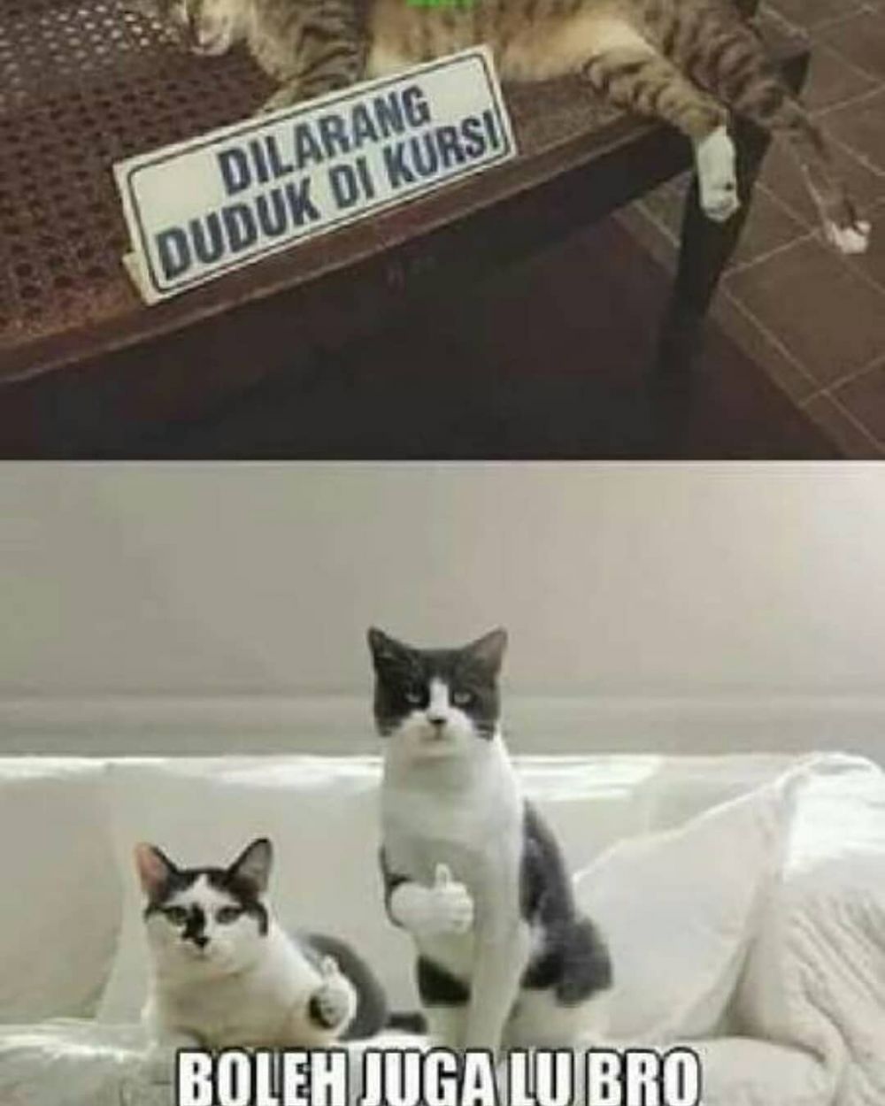 7 Peringatan lucu hadapi kucing ini absurd abis, bikin ngakak