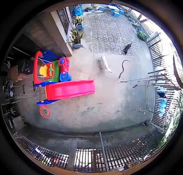 Kisah haru anjing mati saat lindungi majikan dari ular kobra