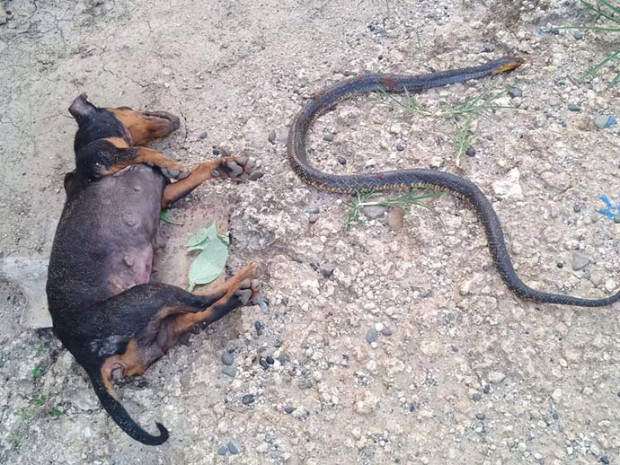 Kisah haru anjing mati saat lindungi majikan dari ular kobra
