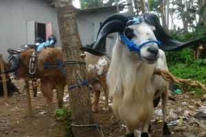Mahasiswa UGM temukan cara cegah kambing stres pakai rumput laut