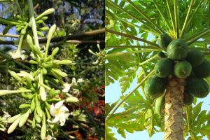 8 Manfaat bunga pepaya untuk kesehatan, tingkatkan nafsu makan