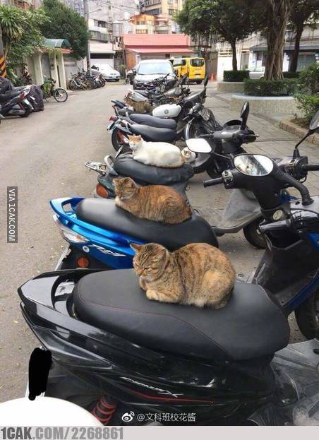 11 Tingkah iseng petugas parkir ini bikin geleng kepala