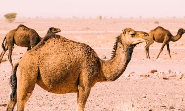 5 Ketentuan ibadah kurban dalam Islam, termasuk pembagian daging