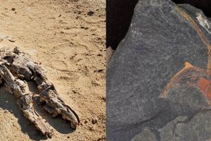 Penemuan mengejutkan 10 fosil di Gurun Sahara, ada buaya raksasa