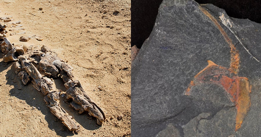 Penemuan mengejutkan 10 fosil di Gurun Sahara, ada buaya raksasa