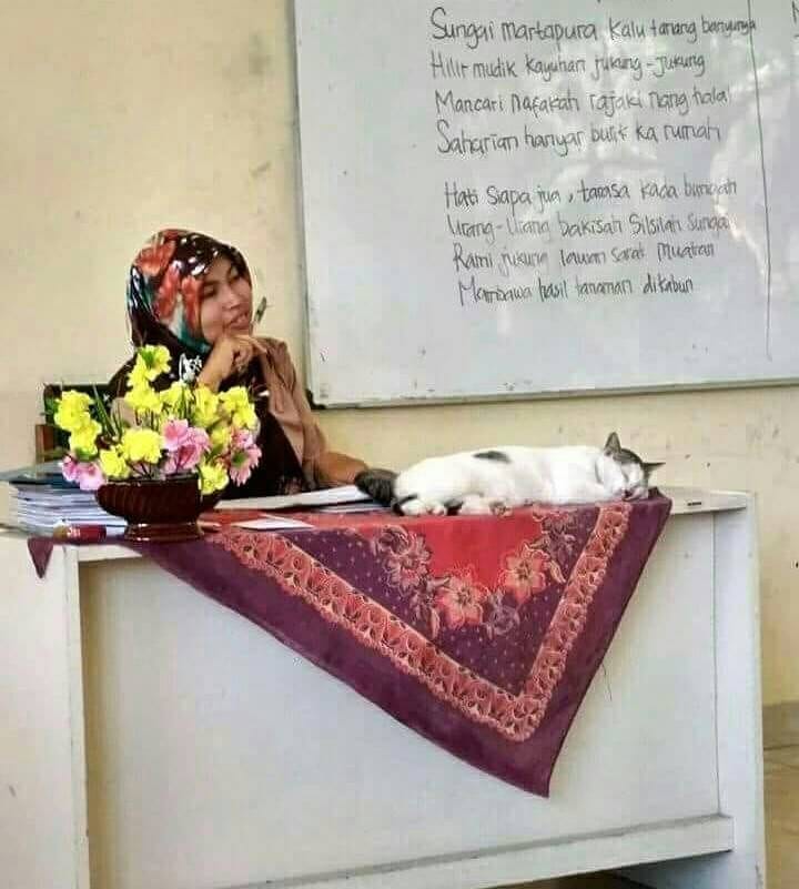 11 Kelakuan lucu kucing ketika di sekolah, bikin cengar-cengir