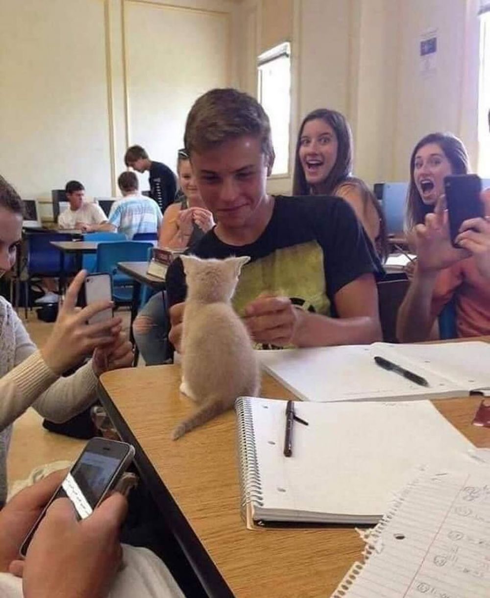 11 Kelakuan lucu kucing ketika di sekolah, bikin cengar-cengir