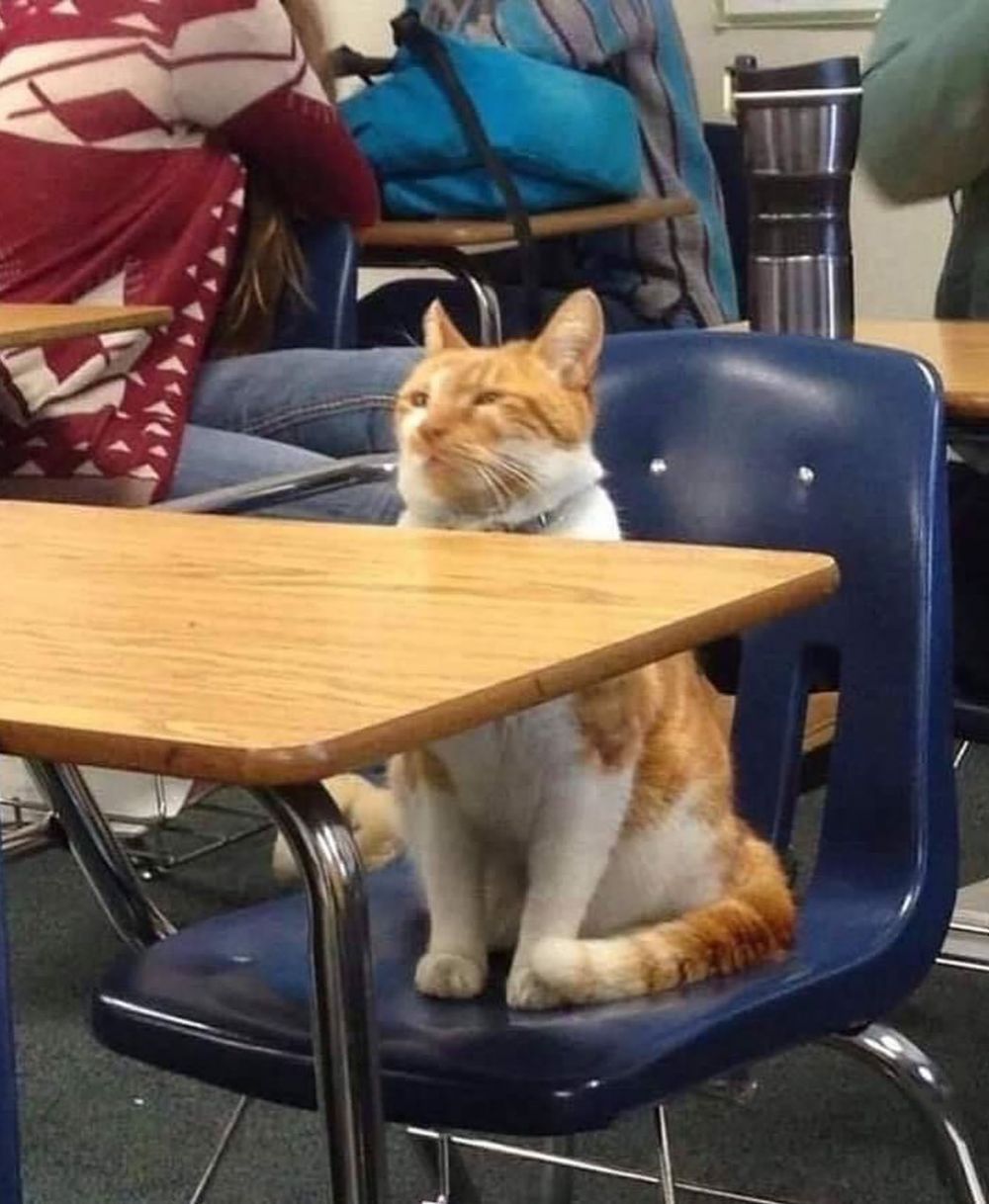 11 Kelakuan lucu kucing ketika di sekolah, bikin cengar-cengir