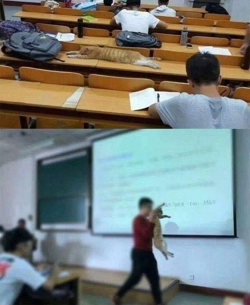 11 Kelakuan lucu kucing ketika di sekolah, bikin cengar-cengir