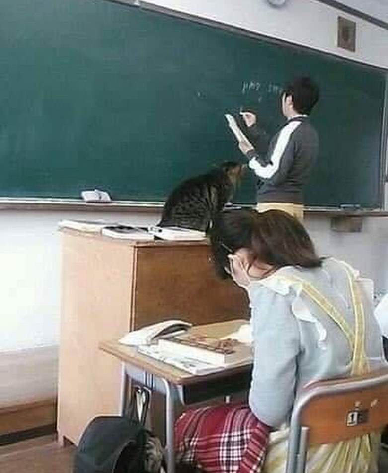 11 Kelakuan lucu kucing ketika di sekolah, bikin cengar-cengir