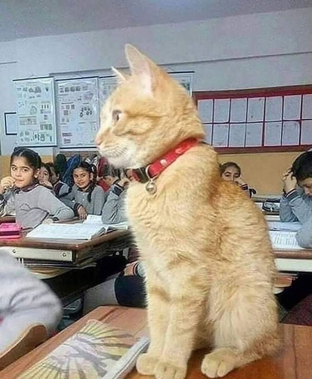 11 Kelakuan lucu kucing ketika di sekolah, bikin cengar-cengir