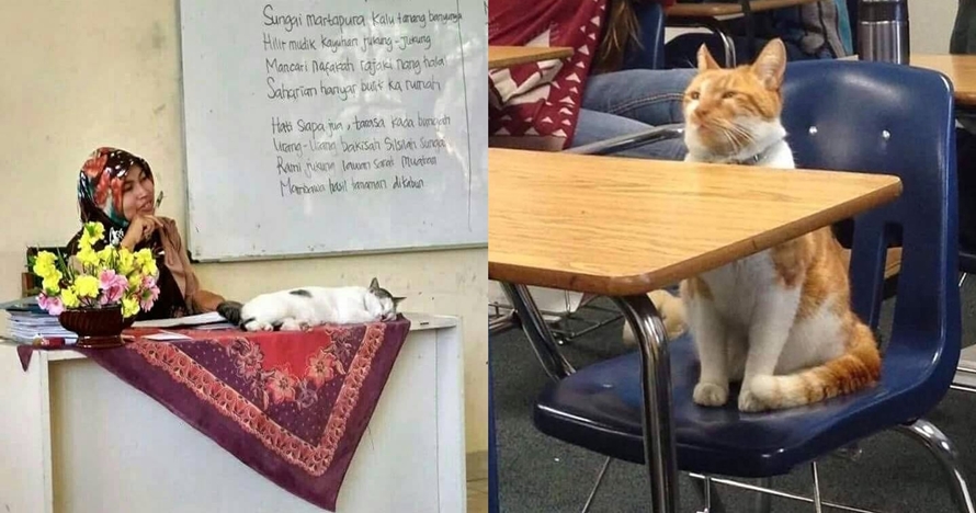11 Kelakuan lucu kucing ketika di sekolah, bikin cengar-cengir