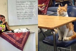 11 Kelakuan lucu kucing ketika di sekolah, bikin cengar-cengir